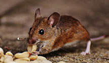 24 Hour & Emergency Exterminators in Juniata Terr, PA